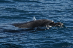 Phil_Serna_Photography_Galapagos2023-1