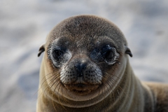 Phil_Serna_Photography_Galapagos2023-2