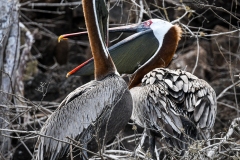 Phil_Serna_Photography_Galapagos2023-3