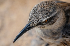 Phil_Serna_Photography_Galapagos2023-4