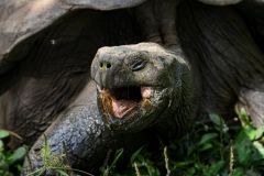 Phil_Serna_Photography_Galapagos2023-5