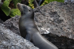 Phil_Serna_Photography_Galapagos2023-6