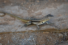 Phil_Serna_Photography_Galapagos2023-7