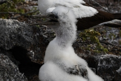 Phil_Serna_Photography_Galapagos2023-8