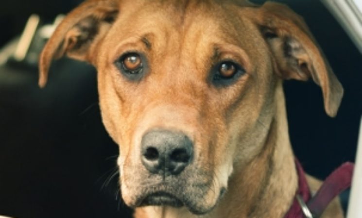 Take precautions to keep your pet safe