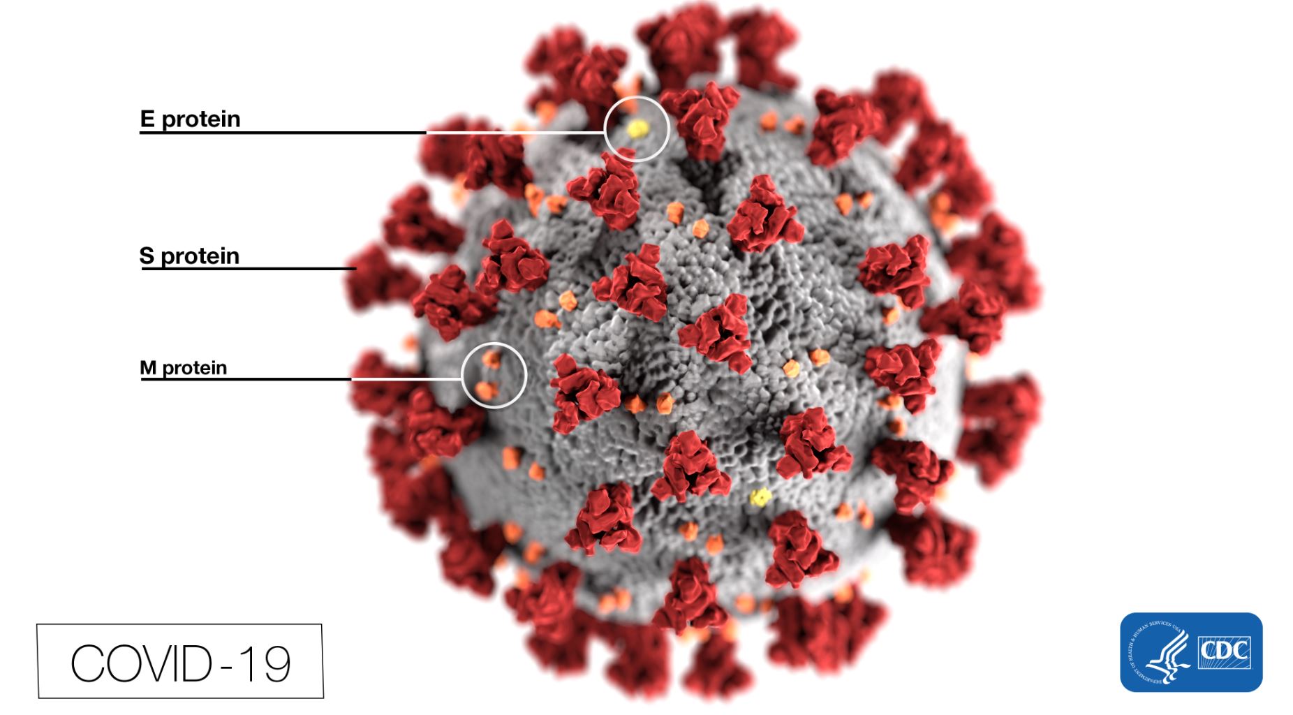 COVID-19 virus image